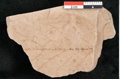 Foto (Detailansicht) von Rhytisma feroniae Ettingshausen (NHMW-GEO-2024-0188-6391)